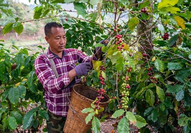普洱市思茅区南屏镇大开河村村民在采摘咖啡果。新华社记者陈欣波摄