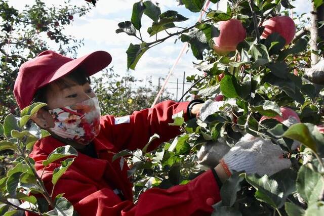 一位吴起县的果农在采摘苹果。新华社记者郑昕摄