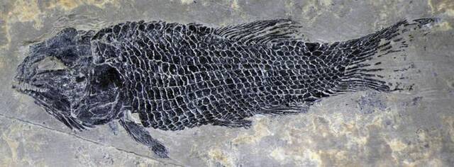 圆尾滇东鱼模式标本。（中国科学院古脊椎所供图）