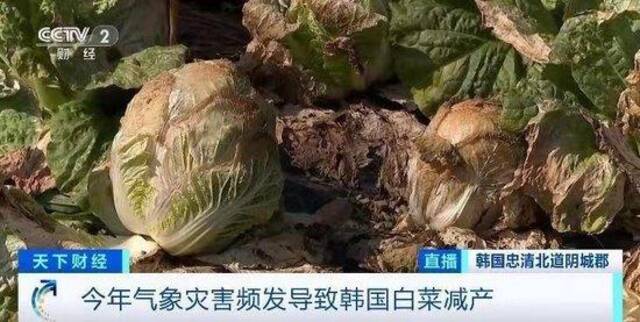 泡菜波及尹锡悦：一棵白菜36元人民币，韩政府投放2900吨白菜抗通胀