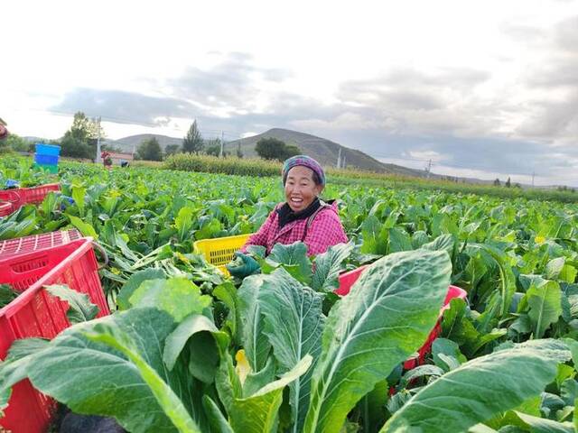 村民在采摘冷凉蔬菜。（受访者供图）