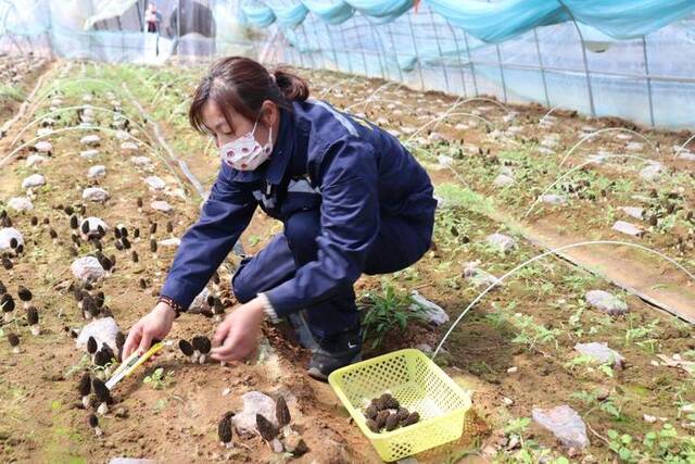 巩家村引进的羊肚菌种植项目。（平邑县临涧镇供图）