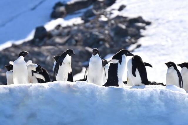 企鹅危险了！南极首次报告禽流感，“病毒可能由南美迁徙的鸟带来”