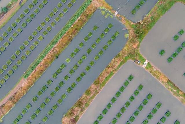 这是10月27日拍摄的湖北省仙桃市张沟镇先锋村的黄鳝养殖网箱（无人机照片）。（杜子璇摄）