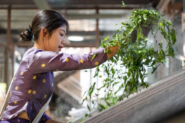 布朗族姑娘叶香在给茶叶杀青胡超摄