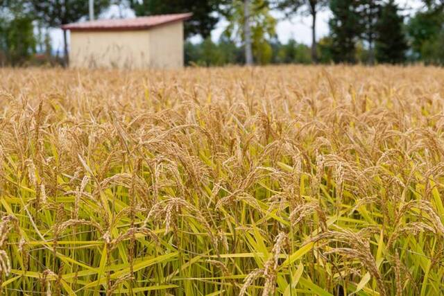9月中旬，黑龙江省尚志市元宝镇元宝村的6000余亩水稻进入蜡熟期。新华社记者谢剑飞摄