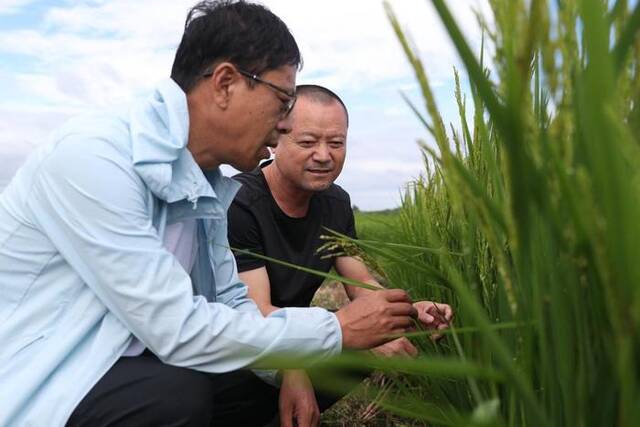8月，黑龙江省尚志市农业技术推广中心的工作人员在当地一处被洪水浸泡过的稻田里查看水稻长势。新华社记者张涛摄