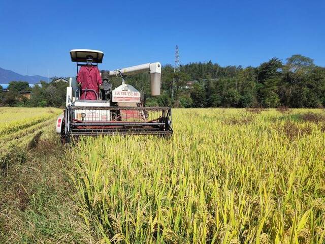 这是农机手在浦城县石陂镇一处稻田里驾驶收割机收割水稻。新华社记者张华迎摄