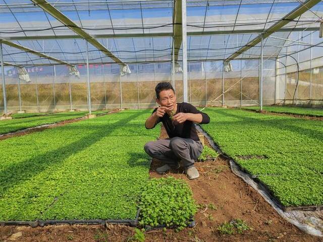 陈兆武在展示通过大棚培育的油菜苗。新华社记者张华迎摄