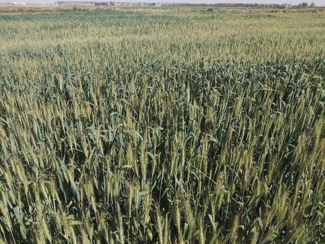 临河区种植户麦后复种的燕麦草长势良好。新华社记者李云平摄