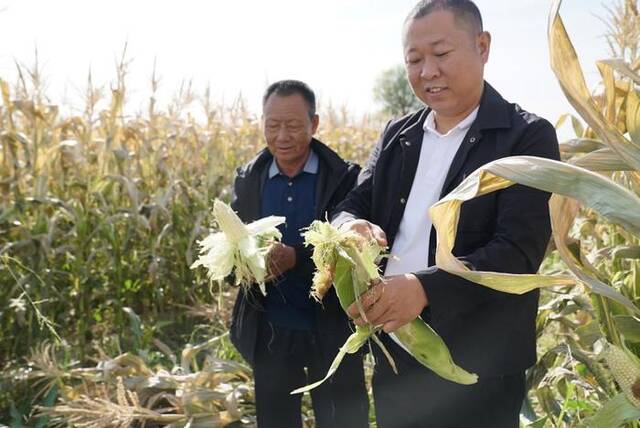 杭锦后旗三道桥镇黎一村麦后复种的甜糯玉米丰收。新华社记者李云平摄
