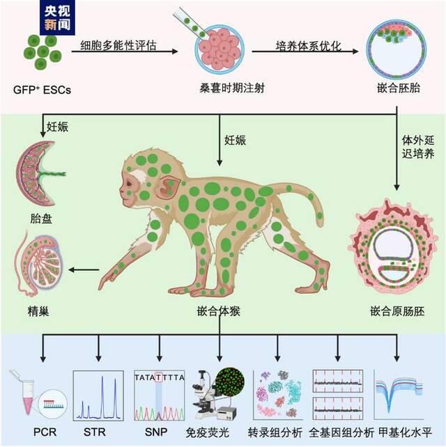 △非人灵长类胚胎干细胞嵌合体研究模式图