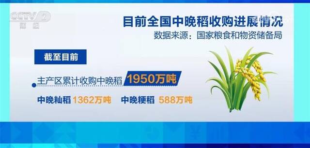 高开稳走、优粮优价、智能收储 各地秋粮收购工作全面展开