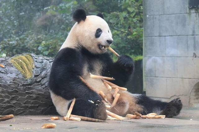 在中国大熊猫保护研究中心雅安基地拍摄的大熊猫“香香”（11月8日摄）。新华社发（陈居伟摄）