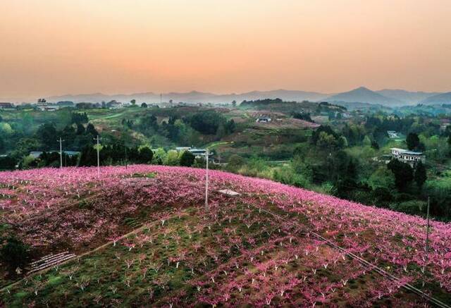 2022年3月，连山村桃花盛开（邹文泗/摄）