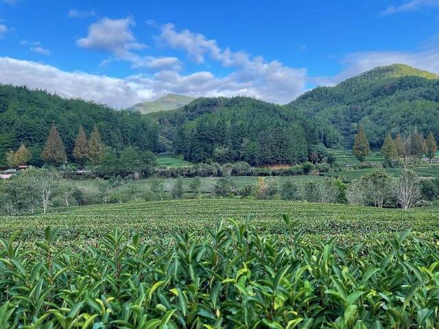 福建省武夷山市星村镇燕子窠绿色生态茶园央视网记者弟辰晨摄