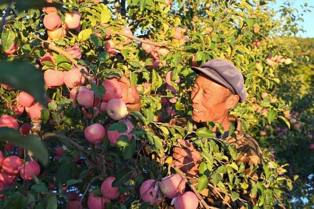 在山东烟台栖霞市的一处果园中，果农在采摘苹果。新华社发（栾钦程摄）