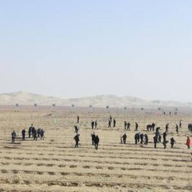 新疆：全面打响“三北”重点生态工程塔克拉玛干边缘阻击战