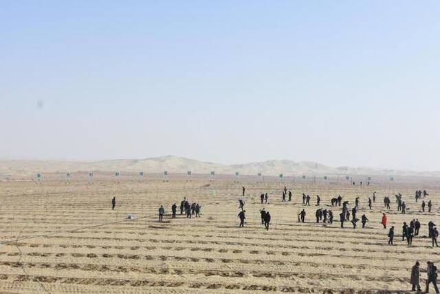 11月13日，位于塔克拉玛干沙漠边缘的和田地区于田县，广大干部群众正在植树造林。新华社记者苟立锋摄