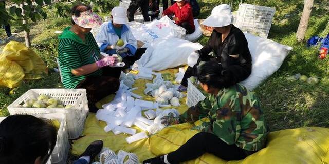 在山西省汾西县团柏乡的千亩梨园里，果农们分拣新采摘的玉露香梨。新华社记者王飞航摄