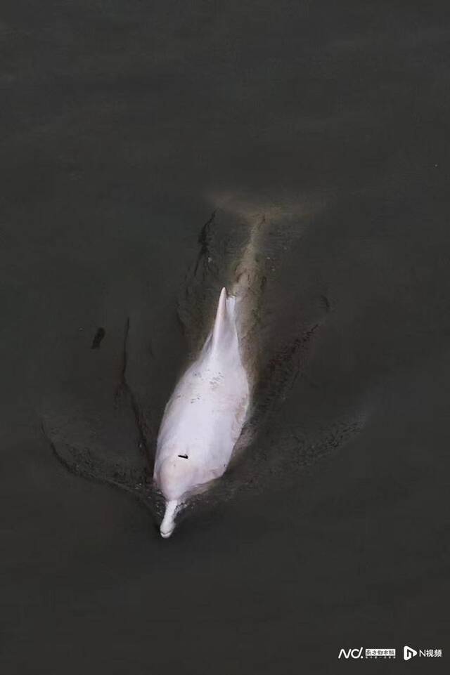 11月8日下午，出现在广州石井河段的白海豚。南方都市报图
