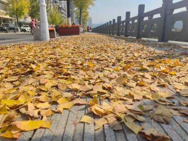 杭州街头的银杏落叶“杭州城管”微信公号图