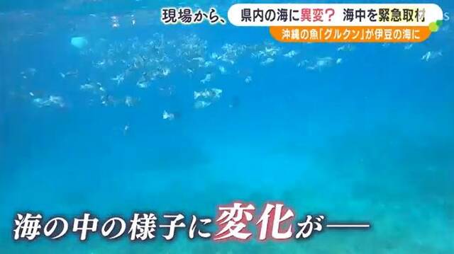 日本静冈海域出现异常变化：海水升温 冬季捕获夏季常见鱼