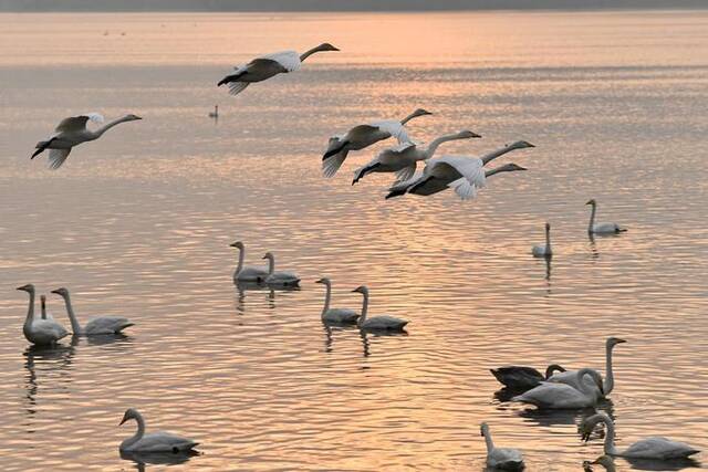 初冬时节，大批大天鹅来到河南三门峡市的天鹅湖越冬。新华社记者吴刚摄