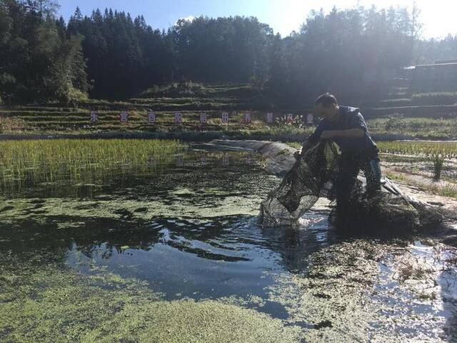 重庆酉阳县涂市镇地灵村的村民在稻蟹田里捞蟹。（资料图片）