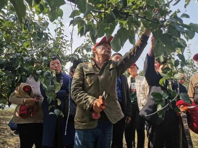西张耿村邀请农技专家讲授果树修剪技术。（张倩摄）