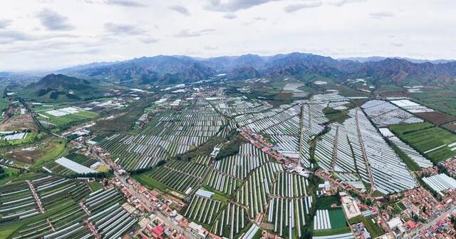 图为位于赤峰市宁城县的万亩番茄园区。（新华社发齐学涛摄）