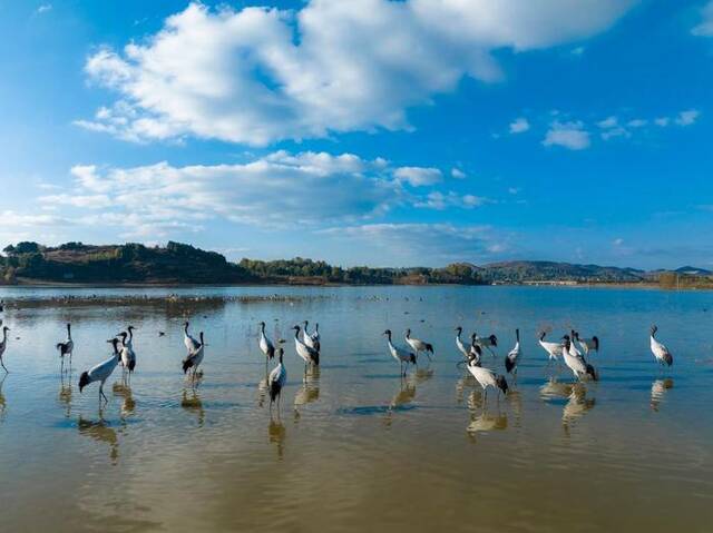 这是11月22日拍摄的贵州草海国家级自然保护区内栖息的黑颈鹤。（管庆巍摄）