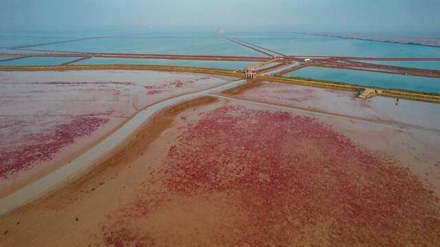 在山东黄河三角洲国家级自然保护区，盐地碱蓬给滨海滩涂湿地铺上“红地毯”。新华社记者范长国摄