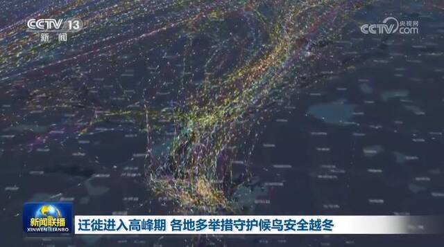 迁徙进入高峰期 各地多举措守护候鸟安全越冬