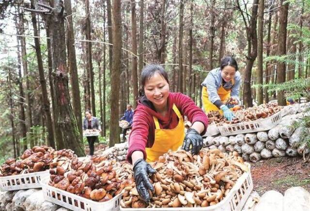 贵州省一个村的村民们在茶树菇林下经济示范基地内分拣食用菌。