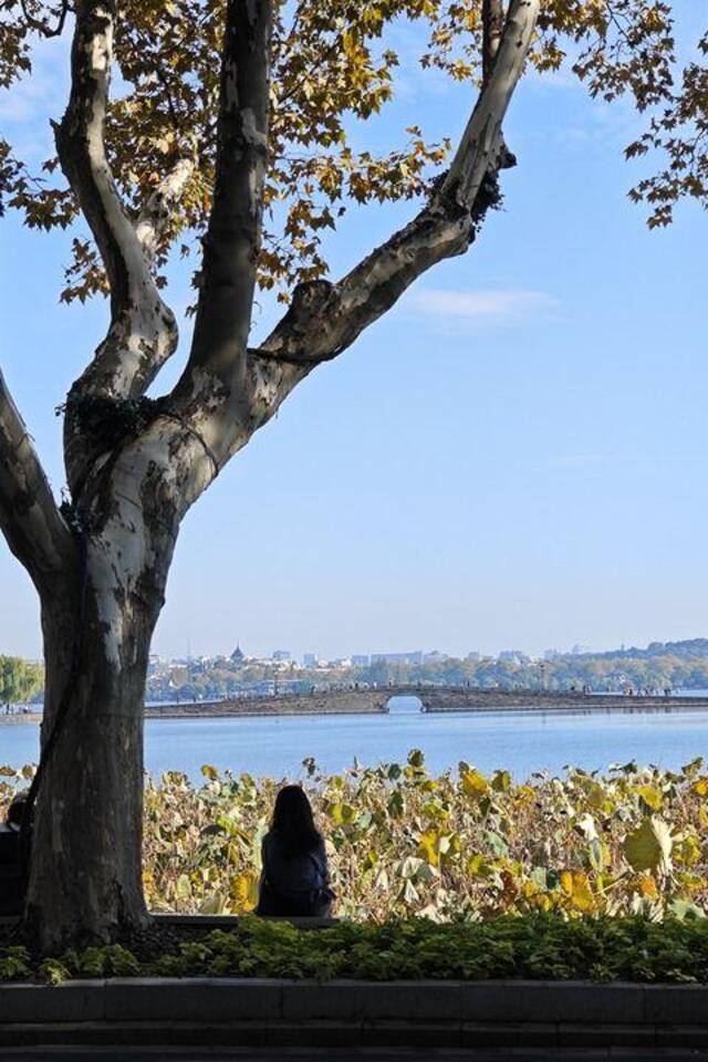 11月22日，西湖北山街，一位游客坐在湖边欣赏秋日断桥。新华社记者黄宗治摄