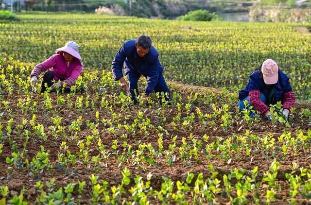 11月7日，在重庆市酉阳县龙潭镇柏香村的油茶苗圃基地，村民正在移栽油茶苗。（冉川摄）