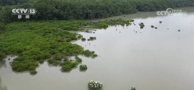 从增量到提质 全力打造美丽湿地上的“生态画卷”