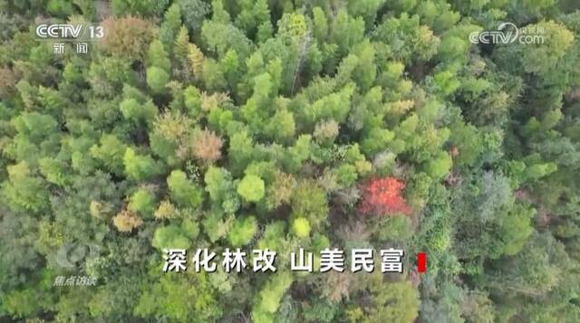 焦点访谈：深化林改 山美民富