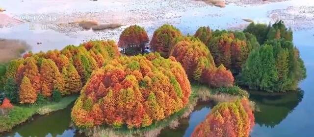 湖清水净候鸟翩跹 绘就人鸟和谐的生态美景