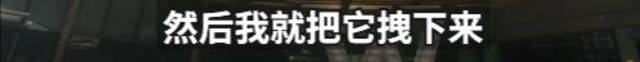 旅客住上海知名酒店被蛇咬伤！关键蛇还没找到……