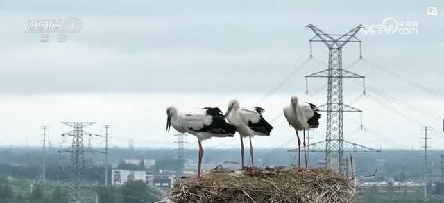湿地生态系统多样性持续提升 “吉祥之鸟”孤羽重生
