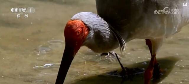 湿地生态系统多样性持续提升 “吉祥之鸟”孤羽重生