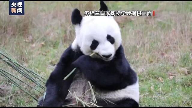 “阳光”和“甜甜”到家了