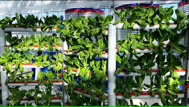 11月22日，定西内官绿色蔬菜现代产业园内无土栽培的“蔬菜墙”。新华社记者郭刚摄