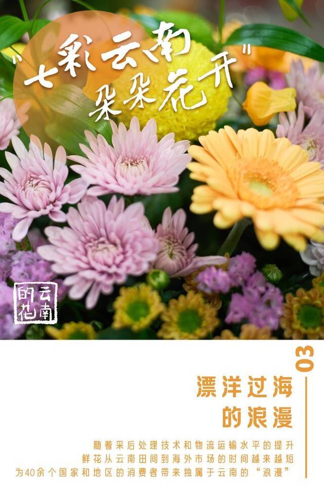 七彩云南，朵朵花开