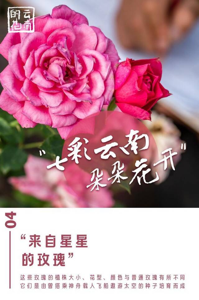 七彩云南，朵朵花开