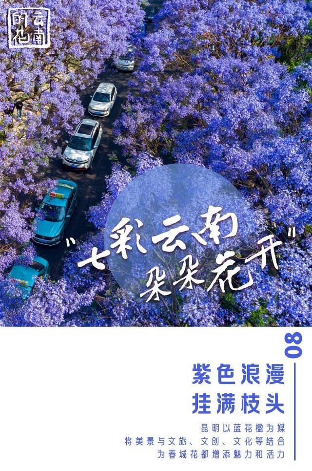 七彩云南，朵朵花开