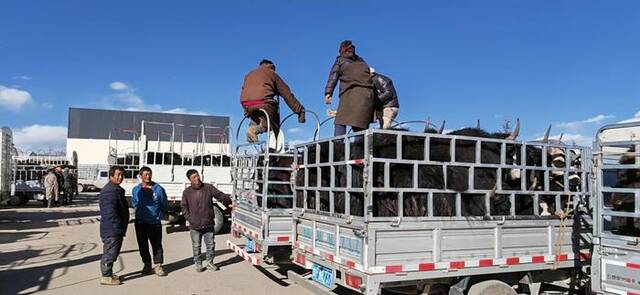 11月7日，在玛曲县活畜交易市场，收购牦牛、藏羊的客商们正在议价询价。新华社记者文静摄