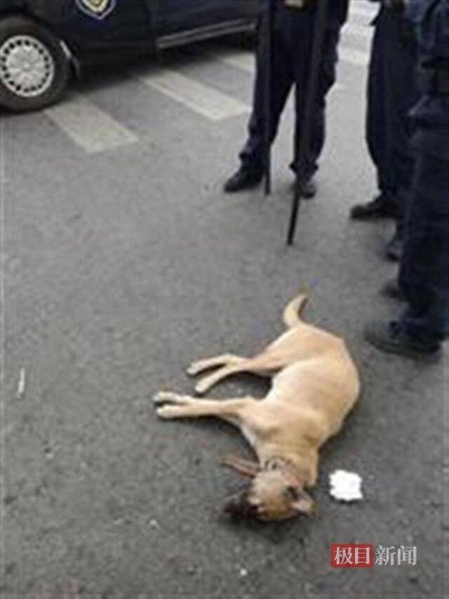 涉事犬只已被警方处理（受访者供图）